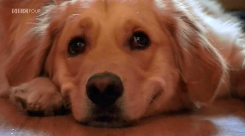 认识狗狗 Woof! A Horizon Guide to Dogs