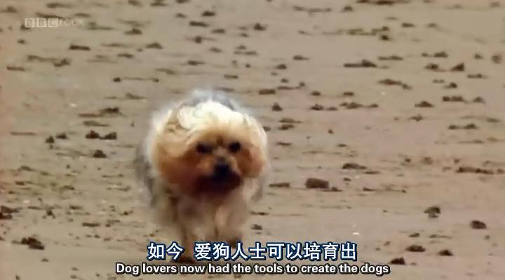 认识狗狗 Woof! A Horizon Guide to Dogs