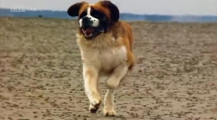 认识狗狗 Woof! A Horizon Guide to Dogs