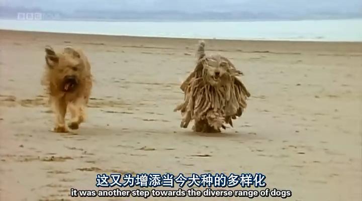 认识狗狗 Woof! A Horizon Guide to Dogs