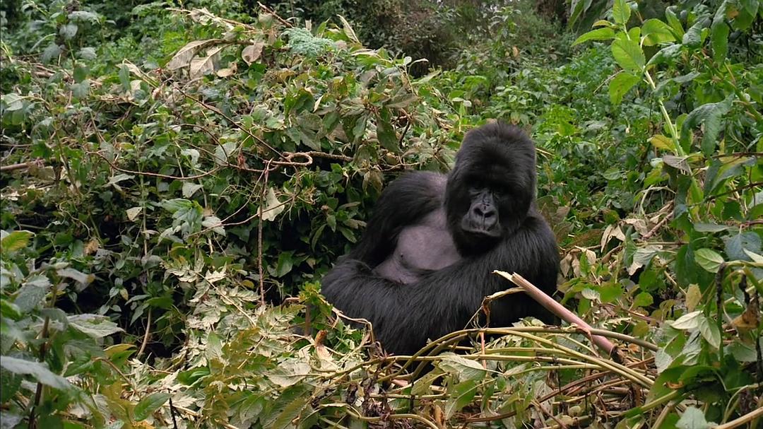山地大猩猩 Mountain Gorilla