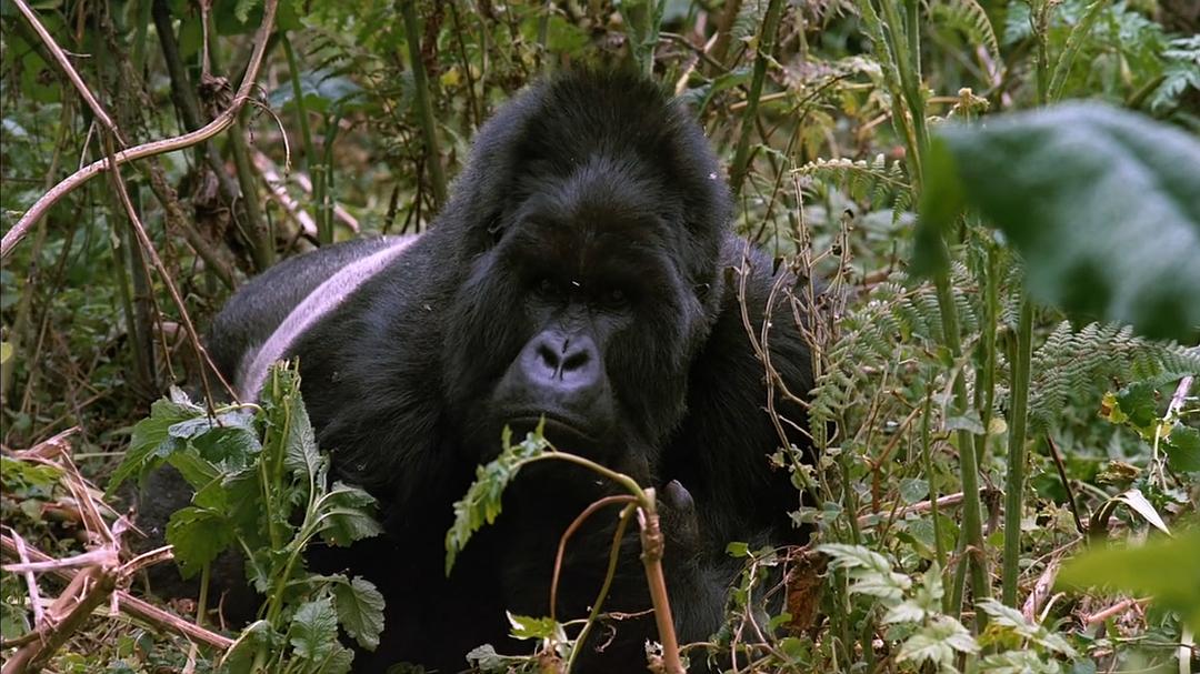 山地大猩猩 Mountain Gorilla