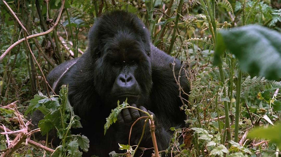 山地大猩猩 Mountain Gorilla