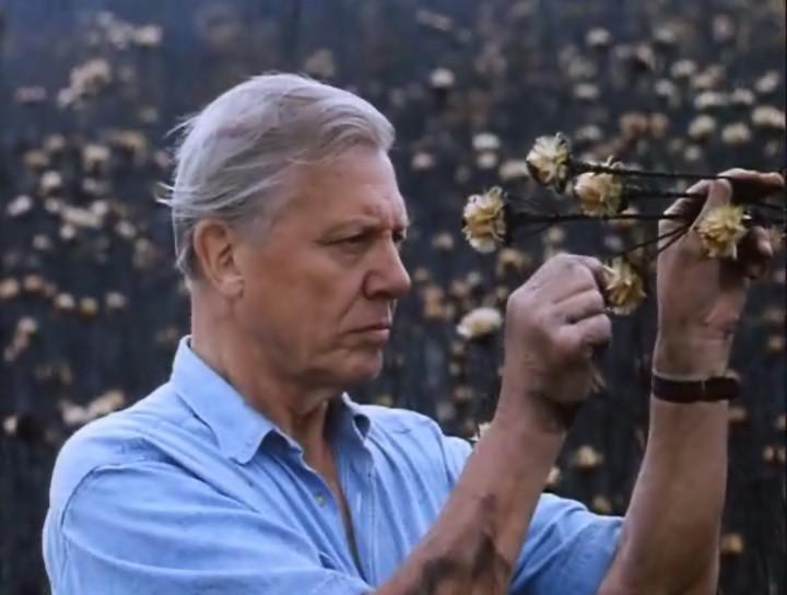 植物私生活 The Private Life of Plants