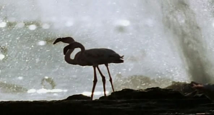 野性非洲 Wild Africa