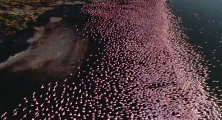 野性非洲 Wild Africa