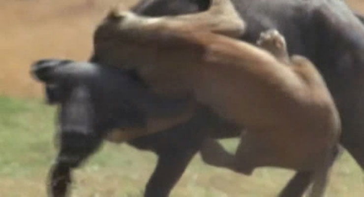 野性非洲 Wild Africa