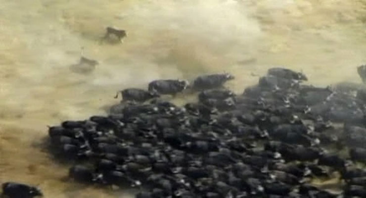 野性非洲 Wild Africa