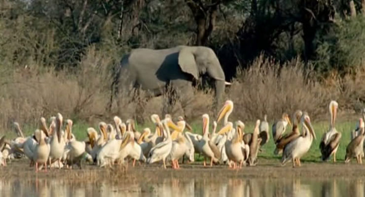 野性非洲 Wild Africa