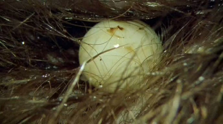 哺乳类全传 The Life of Mammals