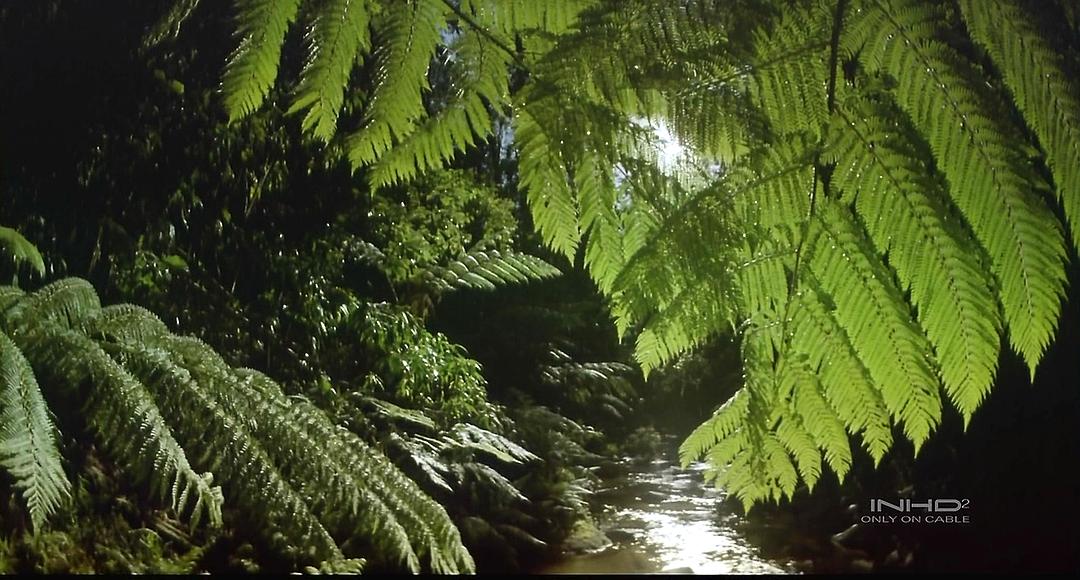 热带雨林 Tropical Rainforest