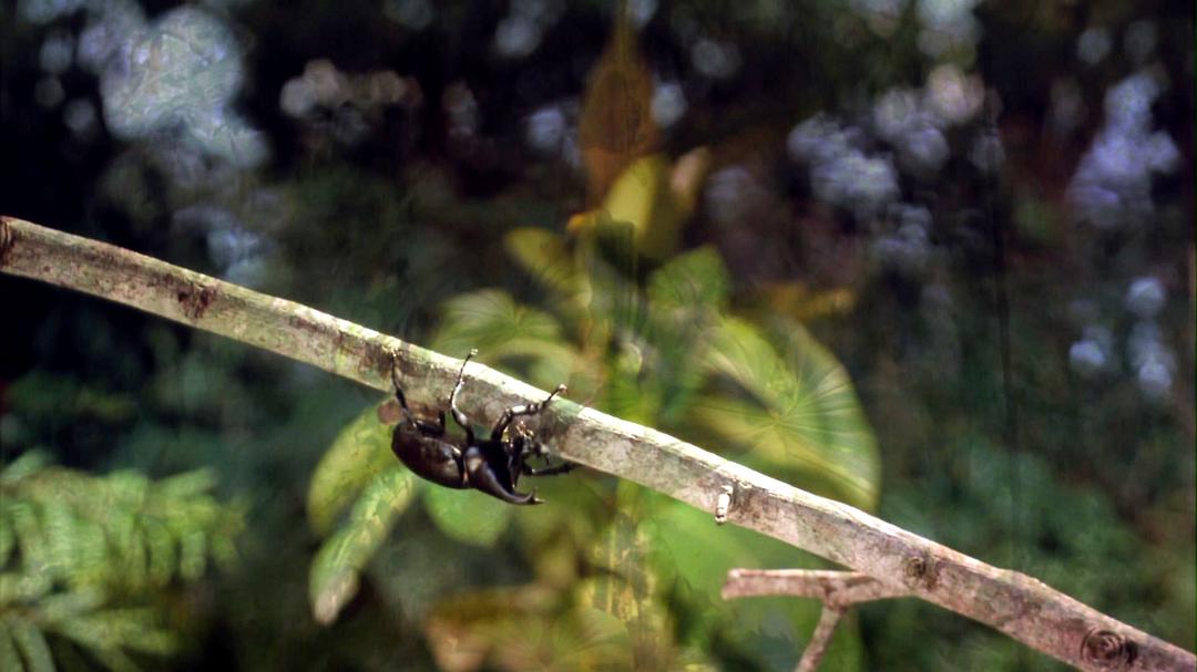 热带雨林 Tropical Rainforest