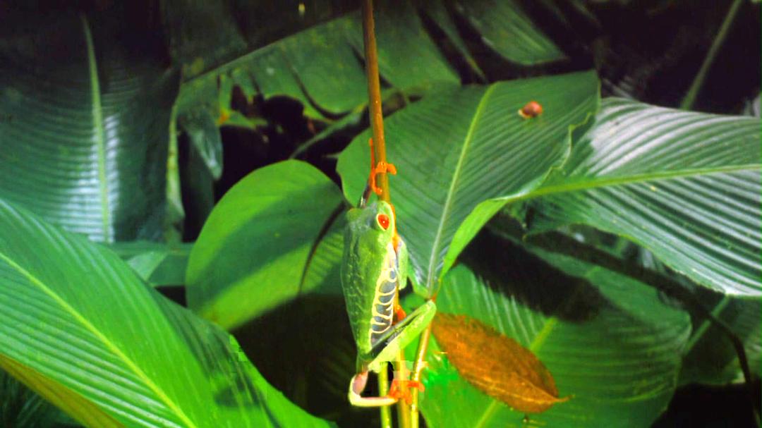 热带雨林 Tropical Rainforest