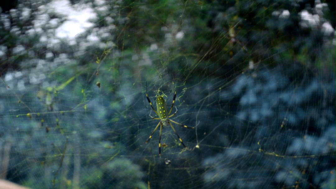 热带雨林 Tropical Rainforest