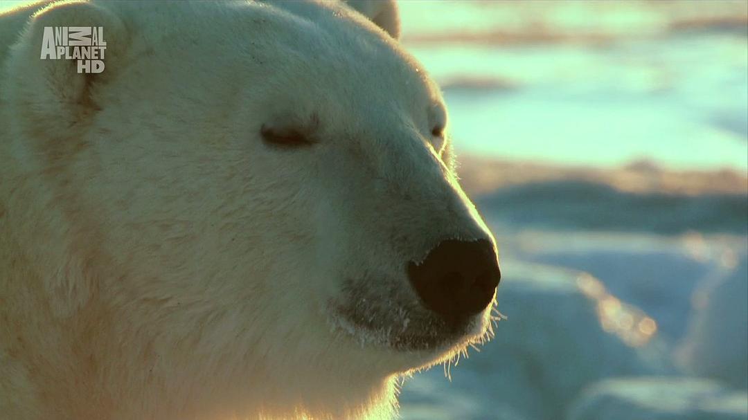 野性北极 Wildest Arctic