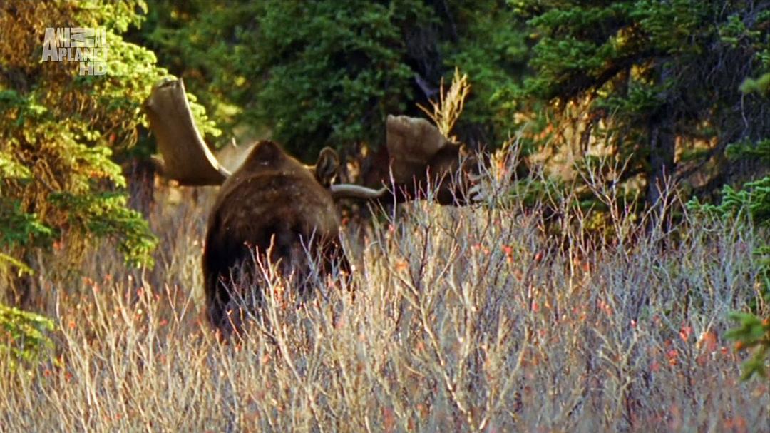 野性北极 Wildest Arctic