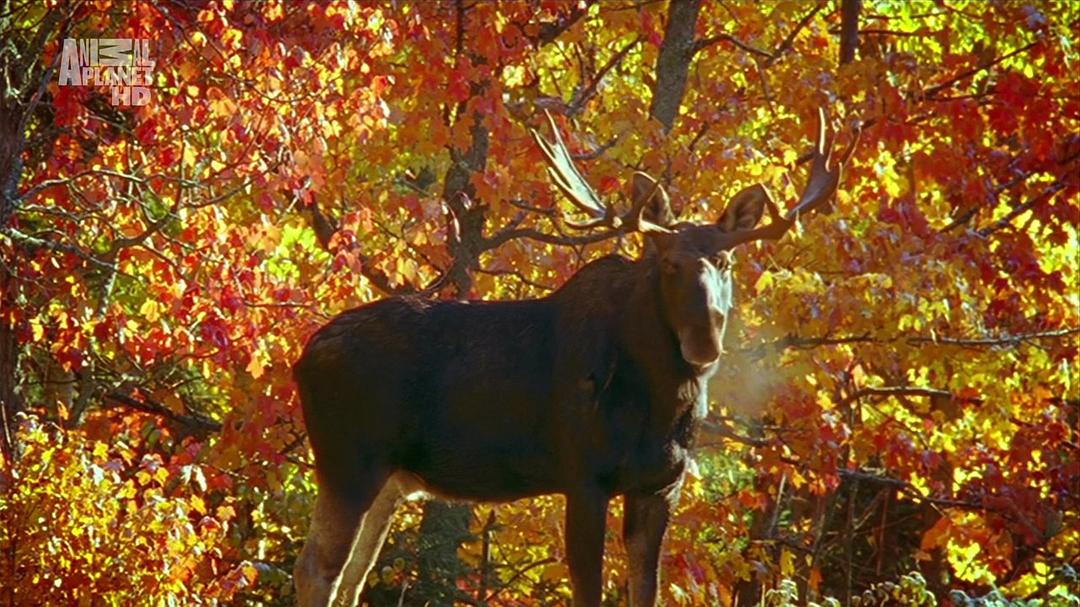 野性北极 Wildest Arctic