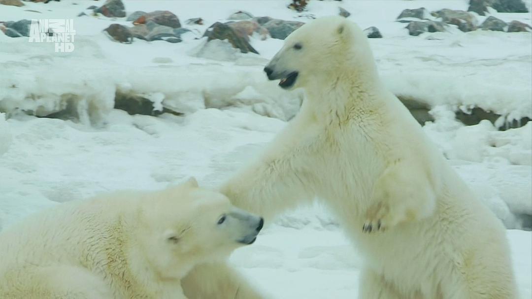 野性北极 Wildest Arctic