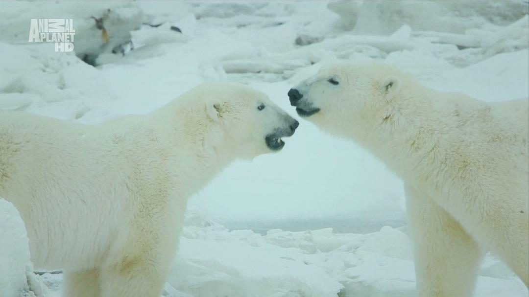 野性北极 Wildest Arctic