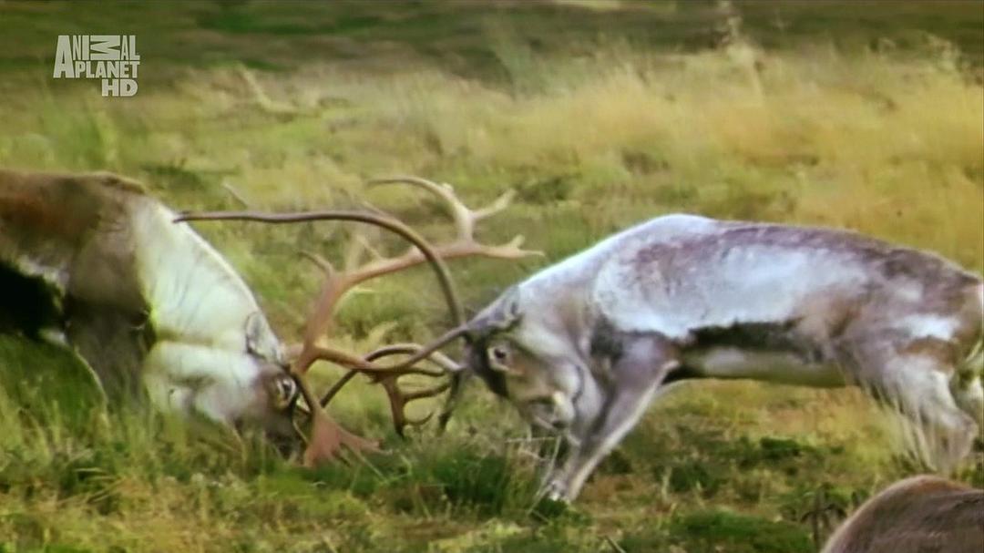 野性北极 Wildest Arctic