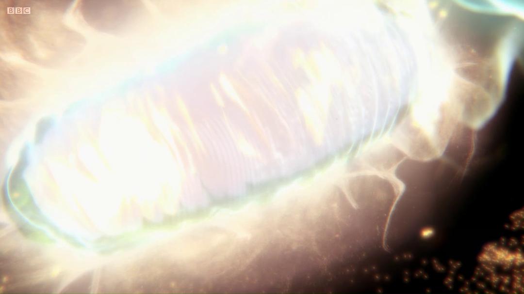 人体奥妙之细胞的暗战 Our Secret Universe: The Hidden Life of the Cell