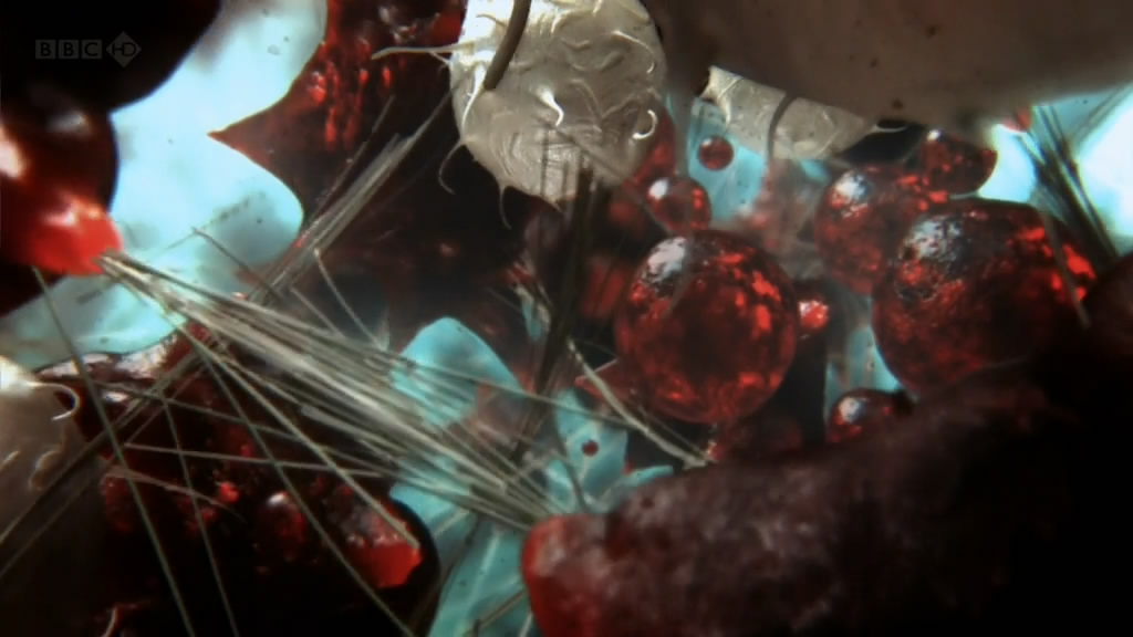 人体奥妙之细胞的暗战 Our Secret Universe: The Hidden Life of the Cell