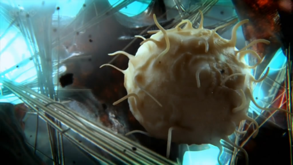 人体奥妙之细胞的暗战 Our Secret Universe: The Hidden Life of the Cell