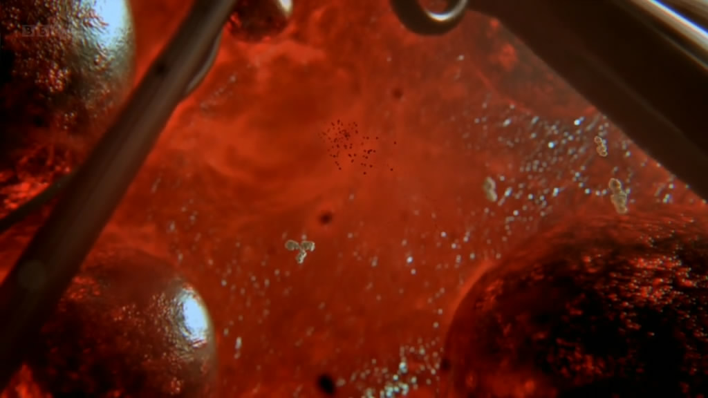 人体奥妙之细胞的暗战 Our Secret Universe: The Hidden Life of the Cell