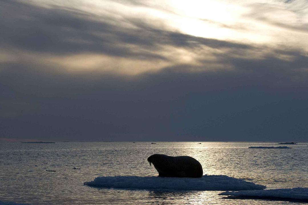 北极故事 Arctic Tale