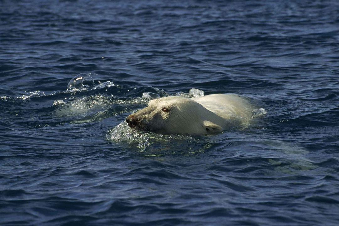 北极故事 Arctic Tale