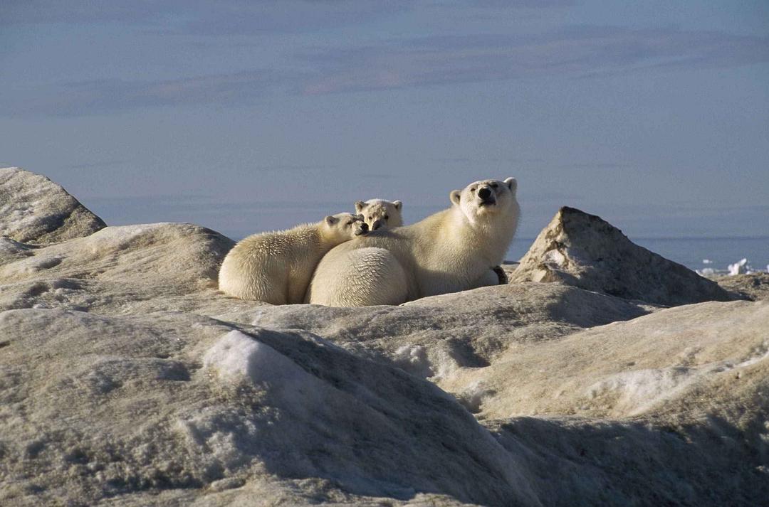 北极故事 Arctic Tale