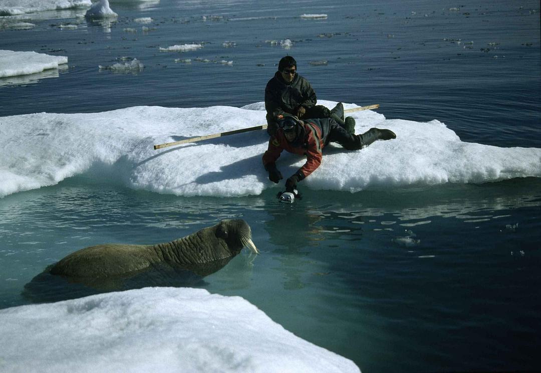 北极故事 Arctic Tale