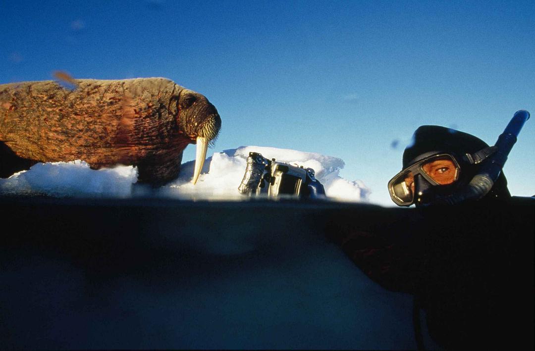 北极故事 Arctic Tale