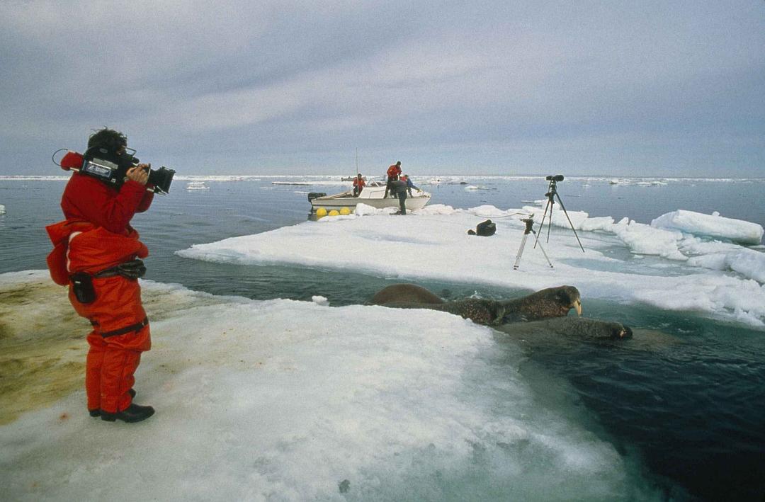 北极故事 Arctic Tale