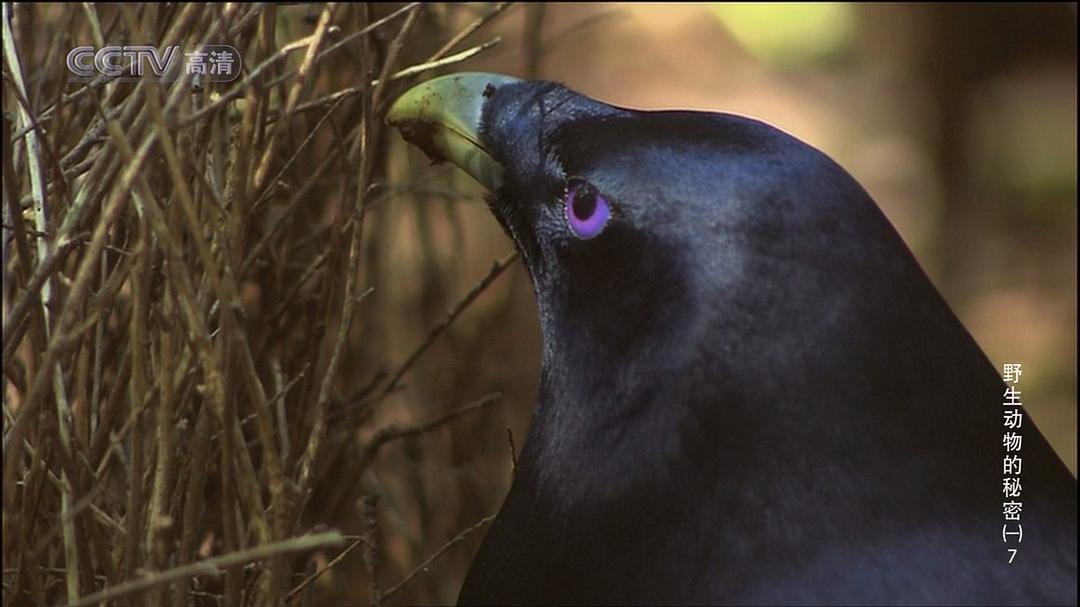 野生动物的秘密 第一季 Wild Secrets Season 1