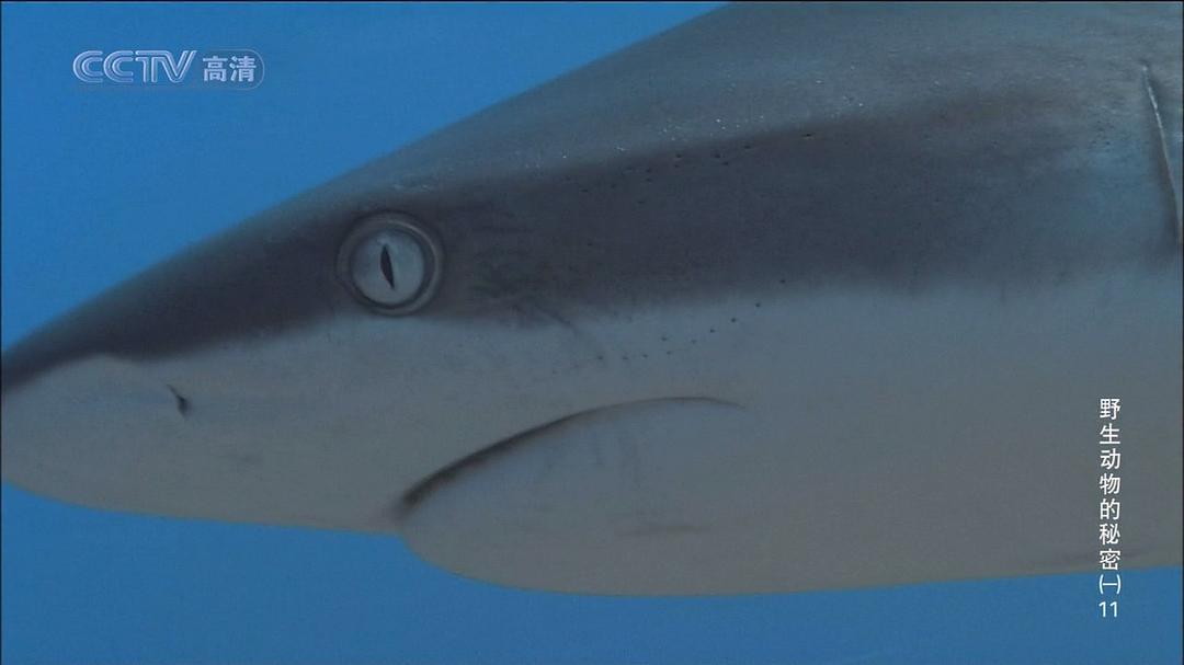 野生动物的秘密 第一季 Wild Secrets Season 1