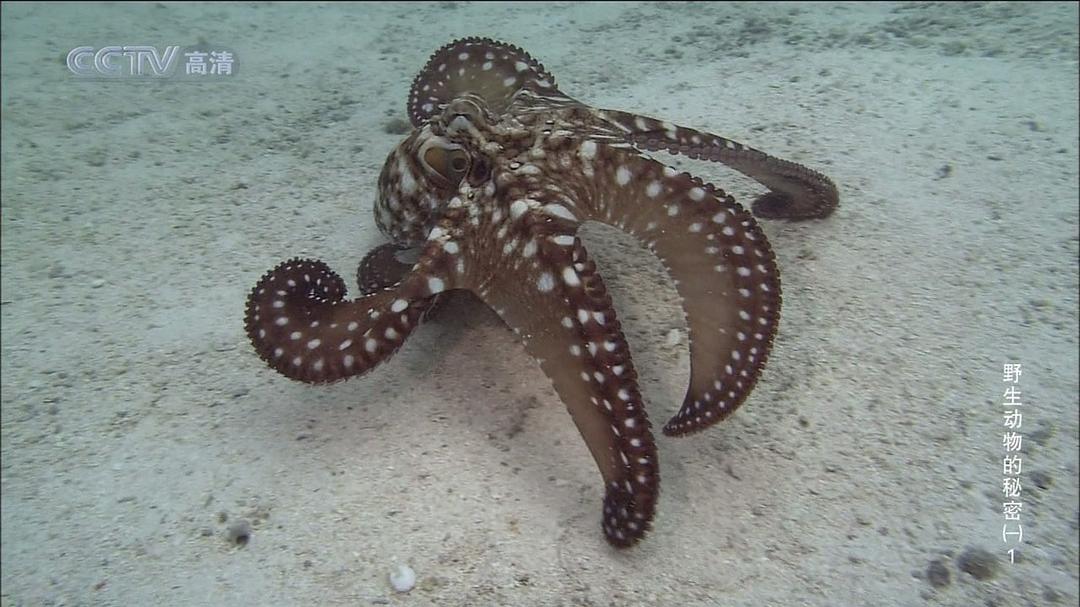 野生动物的秘密 第一季 Wild Secrets Season 1