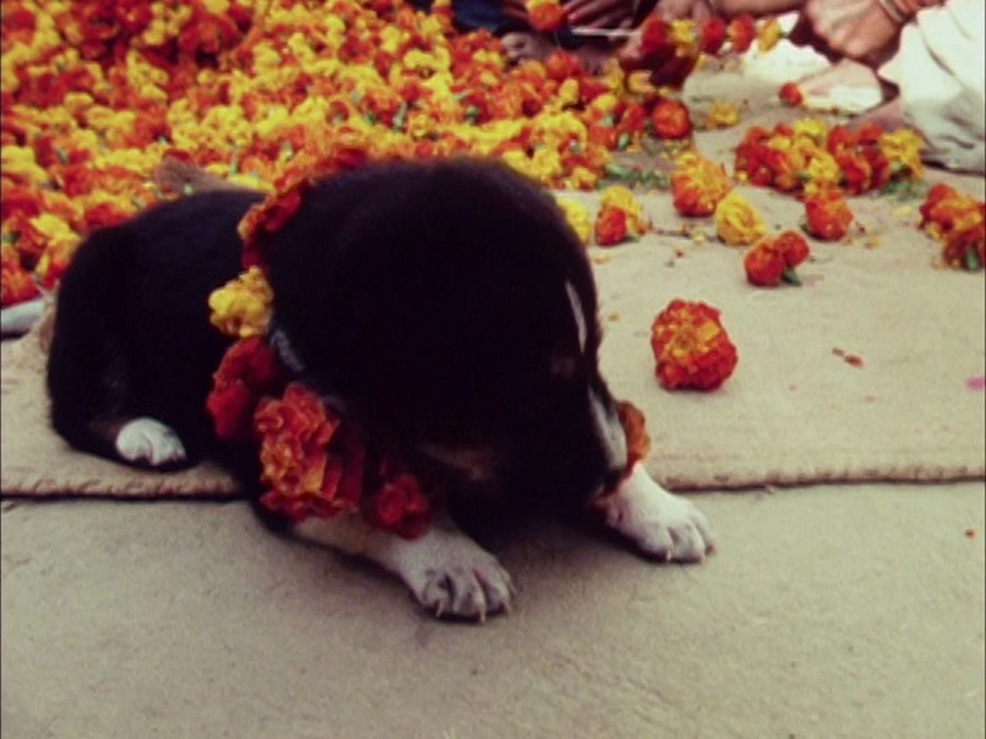 极乐森林 Forest of Bliss