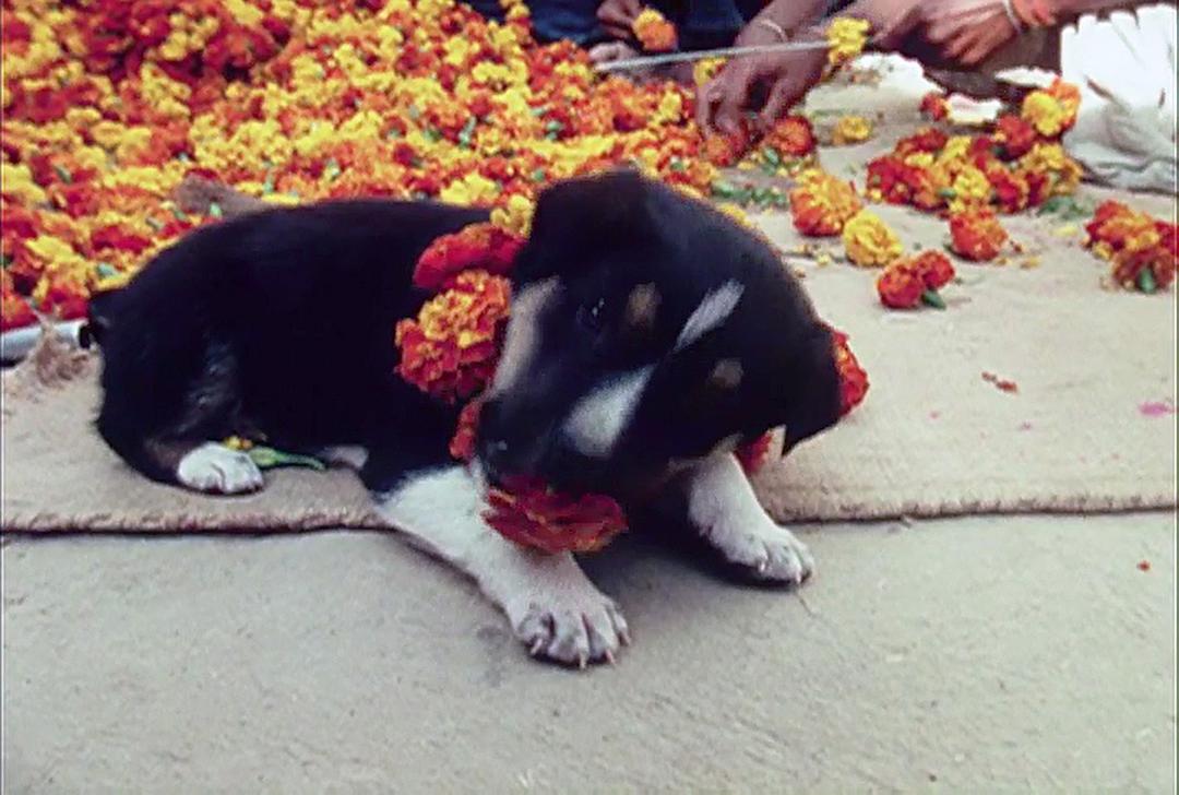 极乐森林 Forest of Bliss