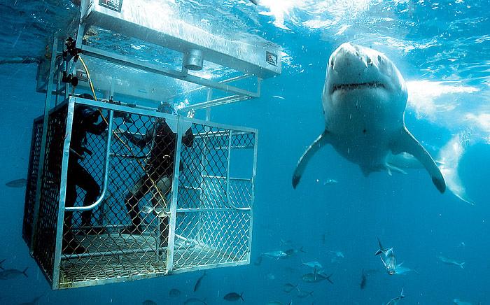 生命的奇迹 Wonders of Life