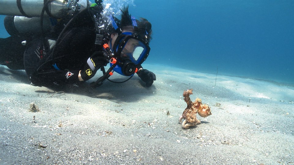 生命的奇迹 Wonders of Life