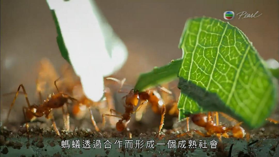 蚂蚁星球 Planet Ant: Life Inside the Colony