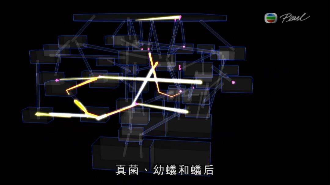 蚂蚁星球 Planet Ant: Life Inside the Colony