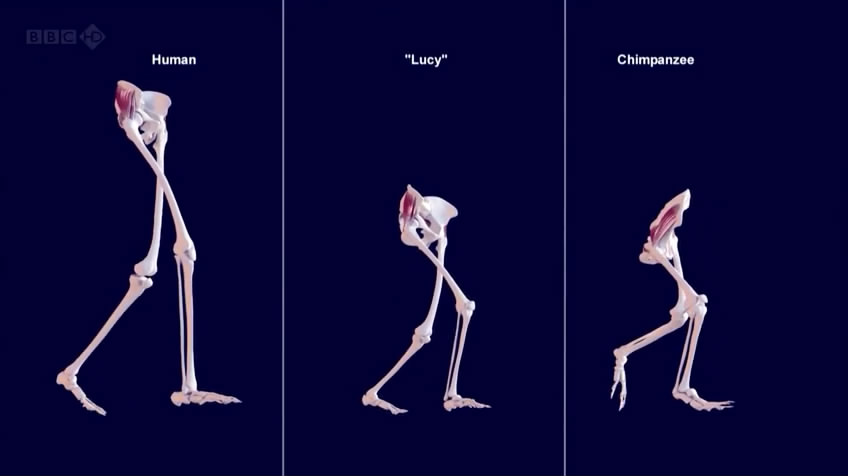 史前尸检 Prehistoric Autopsy
