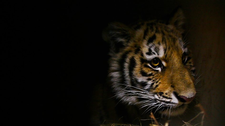 雪虎任务 Operation Snow Tiger