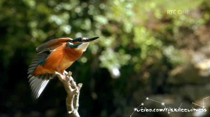 香农秘境 The Secret Life of the Shannon