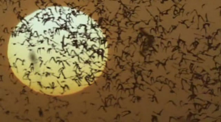 野性新世界 Wild New World