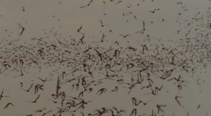 野性新世界 Wild New World