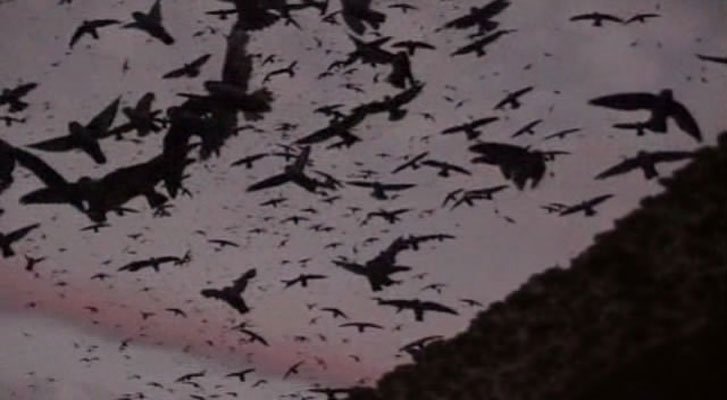 野性新世界 Wild New World