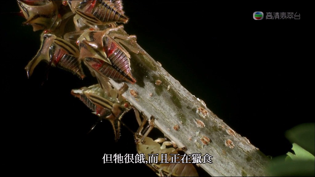 亚马逊异形 Aliens of the Amazon